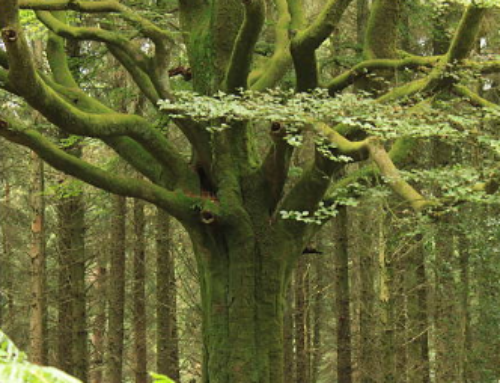 La Forêt enchantée de Brocéliande